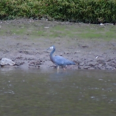 Egretta novaehollandiae (White-faced Heron) at Darlington Point, NSW - 9 Jul 2025 by MB