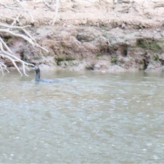 Phalacrocorax sulcirostris at Darlington Point, NSW - 9 Jul 2025 by MB