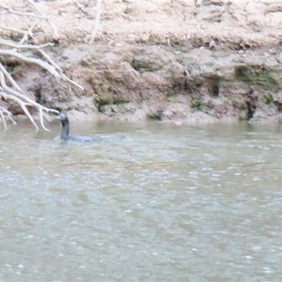 Phalacrocorax sulcirostris at Darlington Point, NSW - 9 Jul 2025 by MB