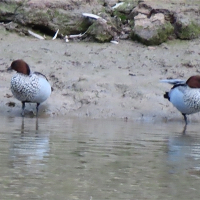 Chenonetta jubata (Australian Wood Duck) at Darlington Point, NSW - 9 Jul 2025 by MB