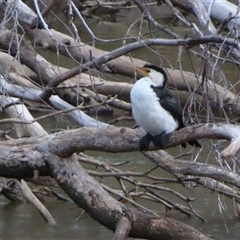 Microcarbo melanoleucos (Little Pied Cormorant) at Darlington Point, NSW - 9 Jul 2025 by MB
