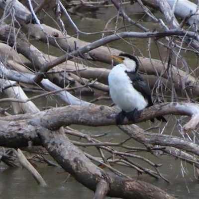 Microcarbo melanoleucos (Little Pied Cormorant) at Darlington Point, NSW - 9 Jul 2025 by MB