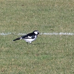 Grallina cyanoleuca at Hawker, ACT - 11 Jul 2025 by AlisonMilton
