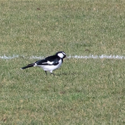 Grallina cyanoleuca at Hawker, ACT - 11 Jul 2025 by AlisonMilton