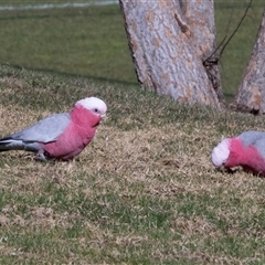Eolophus roseicapilla (Galah) at Hawker, ACT - 11 Jul 2025 by AlisonMilton