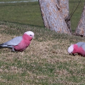 Eolophus roseicapilla (Galah) at Hawker, ACT - 11 Jul 2025 by AlisonMilton