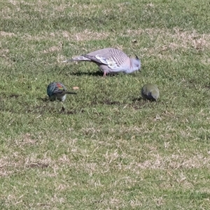 Psephotus haematonotus (Red-rumped Parrot) at Hawker, ACT - 11 Jul 2025 by AlisonMilton