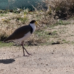 Vanellus miles (Masked Lapwing) at Hawker, ACT - 11 Jul 2025 by AlisonMilton
