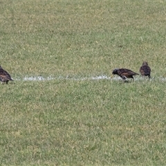 Sturnus vulgaris (Common Starling) at Hawker, ACT - 11 Jul 2025 by AlisonMilton