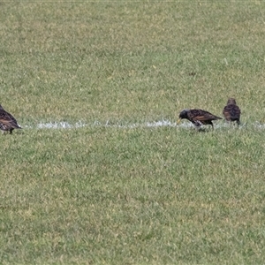 Sturnus vulgaris (Common Starling) at Hawker, ACT - 11 Jul 2025 by AlisonMilton
