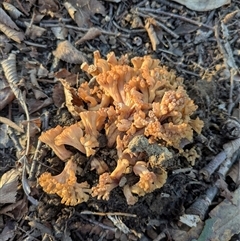 Unverified Coralloid fungus, markedly branched at Ainslie, ACT - 12 Jul 2025 by WalterEgo