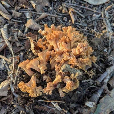 Unverified Coralloid fungus, markedly branched at Ainslie, ACT - 12 Jul 2025 by WalterEgo