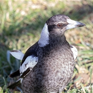 Gymnorhina tibicen (Australian Magpie) at Hawker, ACT - 11 Jul 2025 by AlisonMilton