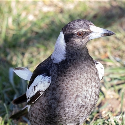 Gymnorhina tibicen (Australian Magpie) at Hawker, ACT - 11 Jul 2025 by AlisonMilton