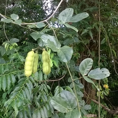 Mucuna gigantea (burny bean) at Mossman Gorge, QLD - 4 Nov 2015 by JasonPStewartNMsnc2016