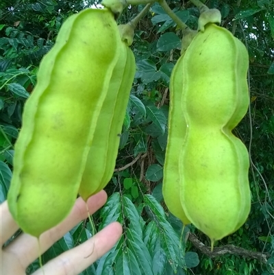 Mucuna gigantea (burny bean) at Mossman Gorge, QLD - 6 Nov 2015 by JasonPStewartNMsnc2016