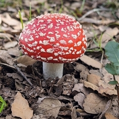 Amanita muscaria (Fly Agaric) at Yarralumla, ACT - Yesterday by LineMarie