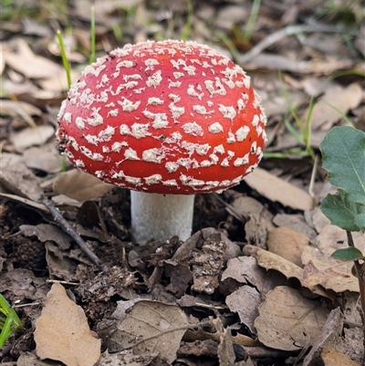 Amanita muscaria (Fly Agaric) at Yarralumla, ACT - Yesterday by LineMarie