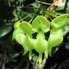 Mucuna gigantea (burny bean) at Finlayvale, QLD - 29 Jun 2016 by JasonPStewartNMsnc2016