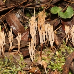 Unverified Coralloid fungus, markedly branched at Paddys River, ACT - 5 Jun 2025 by AlisonMilton