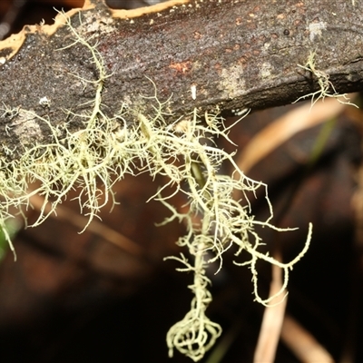 Usnea sp. (genus) at Paddys River, ACT - 5 Jun 2025 by AlisonMilton