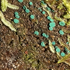 Chlorociboria at Paddys River, ACT - 5 Jun 2025 by AlisonMilton