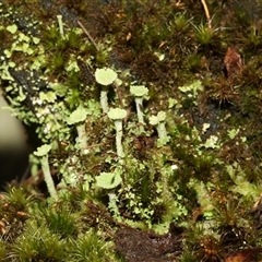Cladonia sp. (genus) at Paddys River, ACT - 5 Jun 2025 by AlisonMilton