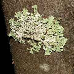 Unverified Lichen at Paddys River, ACT - 5 Jun 2025 by AlisonMilton