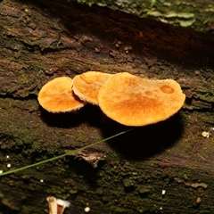 Unverified Cap on a stem; gills below cap [mushrooms or mushroom-like] at Paddys River, ACT - 5 Jun 2025 by AlisonMilton