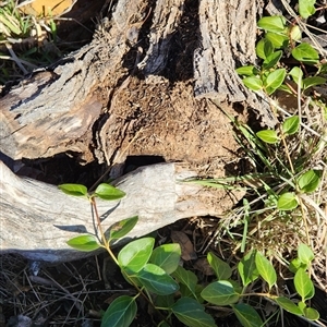 Papyrius sp. (genus) (A Coconut Ant) at Campbell, ACT - Today by patrickharvey
