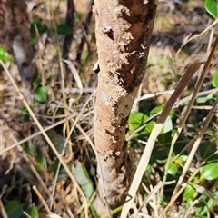 Acrodipsas myrmecophila at suppressed - suppressed