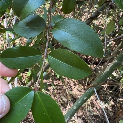 Aphanopetalum resinosum at Caparra, NSW - 6 Jul 2025 by maznee