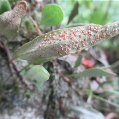 Pyrrosia rupestris at Syndicate, QLD - 20 Jun 2017 02:12 PM