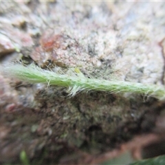 Pyrrosia rupestris at Syndicate, QLD - 20 Jun 2017 02:12 PM