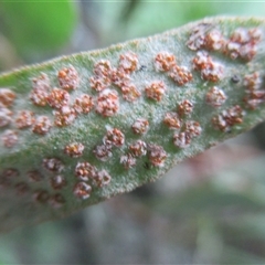 Pyrrosia rupestris at Syndicate, QLD - 20 Jun 2017 02:12 PM