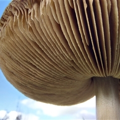 Unverified Cap on a stem; gills below cap [mushrooms or mushroom-like] at Walla Walla, NSW - Yesterday by RobCook