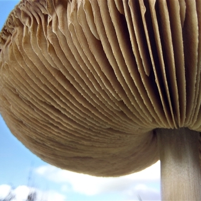 Unverified Cap on a stem; gills below cap [mushrooms or mushroom-like] at Walla Walla, NSW - Yesterday by RobCook