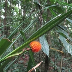 Benstonea monticola (scrub breadfruit) at Syndicate, QLD - 4 Sep 2016 by JasonPStewartNMsnc2016