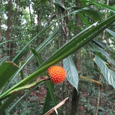 Benstonea monticola (scrub breadfruit) at Syndicate, QLD - 4 Sep 2016 by JasonPStewartNMsnc2016