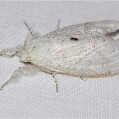 Calliteara pura (Perfect Tussock Moth) at Good Night, QLD - 26 Oct 2008 by PJH123