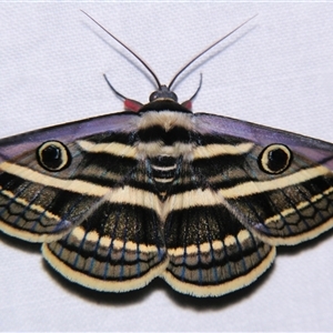 Donuca orbigera (A Noctuid moth (Eribidae)) by PJH123