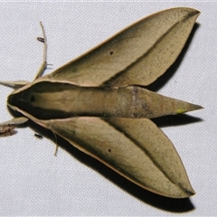 Theretra queenslandi (Queensland Hawk Moth) at Good Night, QLD - 26 Oct 2008 by PJH123