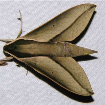 Theretra queenslandi (Queensland Hawk Moth) at Good Night, QLD - 26 Oct 2008 by PJH123