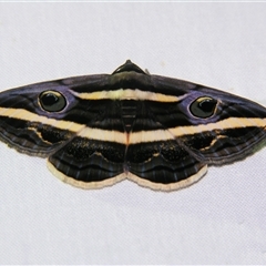 Donuca rubropicta (White Banded Noctuid Moth) by PJH123