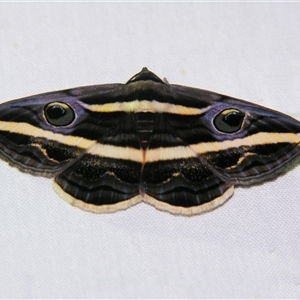Donuca rubropicta (White Banded Noctuid Moth) by PJH123