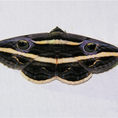 Donuca rubropicta (White Banded Noctuid Moth) by PJH123