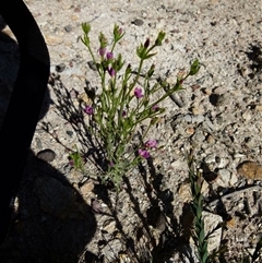 Boronia parviflora by Paul4K