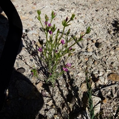 Boronia parviflora by Paul4K
