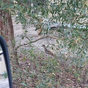 Burhinus grallarius at Noosa North Shore, QLD - Yesterday by AaronClausen