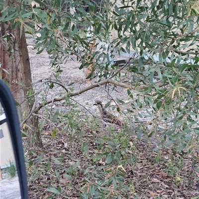 Burhinus grallarius at Noosa North Shore, QLD - Today by AaronClausen